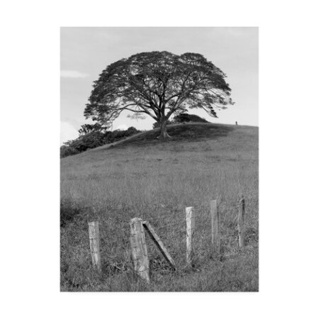 Monte Nagler 'Lone Tree And Fence Costa' Canvas Art,35x47